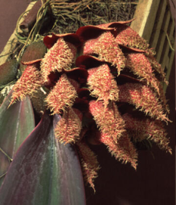 Bulbophyllum phalaenopsis