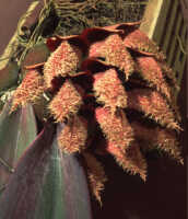 Bulbophyllum phalaenopsis: Overview picture of Bulbophyllum phalaenopsis J.J.Sm.