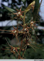 Dendrobium pantherinum: Dendrobium pantherinum Schltr., flowers, photo N.E.G. Cruttwell, based on Cruttwell (1/77, PNG, Koruni)