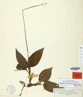 Crepidium ochyranum: overview picture