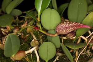 Bulbophyllum arfakianum: Bulbophyllum arfakianum Kraenzl., plant detail with flower, cult. Jon Cara, photo Jon Caradetail