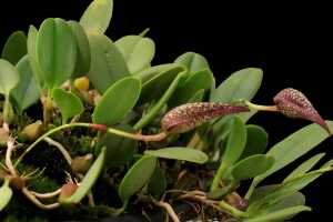 Bulbophyllum arfakianum: Bulbophyllum arfakianum Kraenzl., plant with flowers, cult. Jon Cara, photo Jon Cara