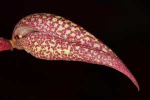 Bulbophyllum arfakianum: Bulbophyllum arfakianum Kraenzl., flower, oblique lateral view, cult. Jon Cara, photo Jon Cara