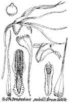 Dendrobium pulvilliferum: Dendrobium pulvilliferum Schltr., drawing R. Schlechter in Repert. Spec. Nov. Regni Veg. Beih. 21 (1923) t. 158, fig. 594