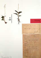 Crepidium wappeanum: Crepidium wappeanum (J.J.Sm.) Szlach. (as Microstylis wappeana J.J.Sm.), herbarium sheet, Janowsky 317 (holotype specimen BO)