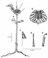 Stigmatodactylus variegatus: Stigmatodactylus variegatus (Kores) Kores, as Acianthus variegatus Kores, drawing Paul Kores in Lindleyana 6 (1991) 171, fig. 4