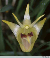 Dendrobium obyrnei: Dendrobium obyrnei, flower, photo W. Harris