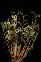 Dendrobium chalmersii: Dendrobium chalmersii F.Muell., plant habit, photo John Cara, based on Cara cult. s.n. from PNG