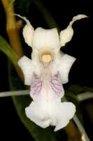 Dendrobium chalmersii: Dendrobium chalmersii F.Muell.,flower, front view, photo John Cara, based on Cara cult. s.n from PNG