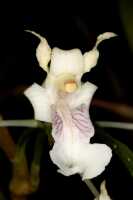 Dendrobium chalmersii:  Dendrobium chalmersii F.Muell., flower, oblique front view, photo John Cara, based on Cara cult. s.n. from PNG