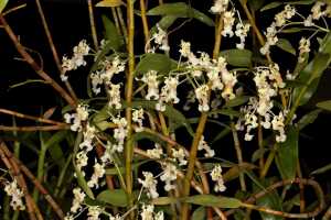 Dendrobium chalmersii: Dendrobium chalmersii F.Muell., inflorescence, photo John Cara, based on Cara cult. s.n from PNG