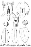 Crepidium fasciatum: Crepidium fasciatum (Schltr.) Szlach. (as Microstylis fasciata Schltr.), drawing R. Schlechter in Repert. Spec. Nov. Regni Veg. Beih. 21 (1923) t. 50, fig. 174