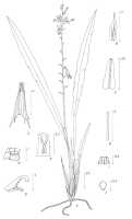 Liparis werneri: Liparis werneri Schltr., drawing P. van Royen in Alp. Fl. New Guinea 2 (1979) 697, fig. 244
