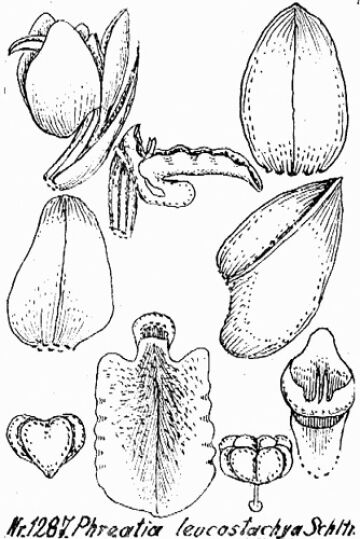 Phreatia leucostachya