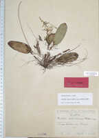 Dendrobium transversilobum: Dendrobium transversilobum J.J.Sm., as Cadetia heterochroma Schltr., type specimen: Schlechter 20014 (iso L)