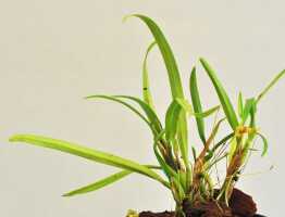 Bulbophyllum araiophyllum: Bulbophyllum araiophyllum Vermeulen, Schuit. & de Vogel, plant habit, photo Ed de Vogel, based on Leiden cult. 20121229 (S.A.James & D. Damas, SAJ 531) from PNG, Morobe Prov.