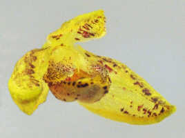 Bulbophyllum araiophyllum: Bulbophyllum araiophyllum Vermeulen, Schuit. & de Vogel, flower, oblique front view, photo Ed de Vogel, based on Leiden cult. 20121229 (S.A.James & D. Damas, SAJ 531) from PNG, Morobe Prov.