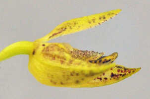 Bulbophyllum araiophyllum: Bulbophyllum araiophyllum Vermeulen, Schuit. & de Vogel, flower, lateral view, photo Ed de Vogel, based on Leiden cult. 20121229 (S.A.James & D. Damas, SAJ 531) from PNG, Morobe Prov.