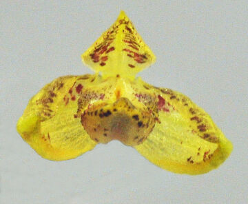 Bulbophyllum araiophyllum