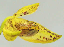 Bulbophyllum araiophyllum: Bulbophyllum araiophyllum Vermeulen, Schuit. & de Vogel, flower, oblique lateral view, photo Ed de Vogel, based on Leiden cult. 20121229 (S.A.James & D. Damas, SAJ 531) from PNG, Morobe Prov.