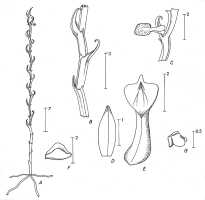 Taeniophyllum lamii: Taeniophyllum lamii (J.J.Sm.) Kocyan & Schuit. (as Microtatorchis lamii J.J.Sm.), drawing P. van Royen in Alp. Fl. New Guinea 2 (1979) 794, fig. 274