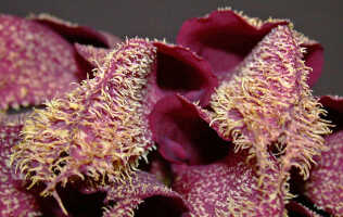 Bulbophyllum phalaenopsis: Bulbophyllum phalaenopsis J.J.Sm., flowers, various views, photo Ed de Vogel, Leiden cult. 2911, from Indonesia, Tanah Papua, locality not known.