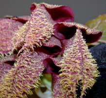 Bulbophyllum phalaenopsis: Bulbophyllum phalaenopsis J.J.Sm., flower, various oblique front views, photo Ed de Vogel, Leiden cult. 2911, from Indonesia, Tanah Papua, locality not known