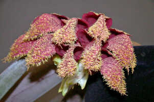 Bulbophyllum phalaenopsis: Bulbophyllum phalaenopsis J.J.Sm., inflorescence, photo Ed de Vogel, Leiden cult. 2911, from Indonesia, Tanah Papua, locality not known