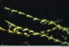 Taeniophyllum multiflorum: Taeniophyllum multiflorum ((Ridl.) Kocyan & Schuit. (as Microtatorchis multiflora Ridl.), inflorescence, photo N.E.G. Cruttwell, from PNG, Mt. Wilhelm