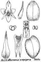 Oberonia scapigera: Oberonia scapigera Schltr., drawing R. Schlechter in Repert. Spec. Nov. Regni Veg. Beih. 21 (1923) t. 65, fig. 233