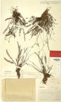 Podochilus scalpelliformis: Podochilus scalpelliformis Blume, herbarium sheet, Zippel s.n. (New Guinea) (holotype specimen L)