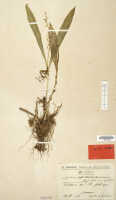 Liparis condylobulbon: Liparis persimilis Schltr., herbarium sheet, Schlechter 18999 (isotype specimen L)