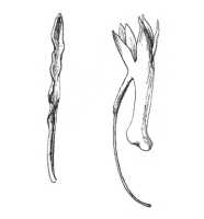 Dendrobium pleiostachyum: Dendrobium pleiostachyum Rchb.f., from Engl., Pflanzenr. IV. 50. II. B. 21 (1910) 106, fig. 5 c-d