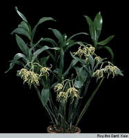 Dendrobium alexandrae: Dendrobium alexandrae Schltr., habit, photo Roy. Bot. Gard. Kew, based on Kew cult.