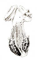 Dendrobium tipula: Dendrobium tipula J.J.Sm., drawing J.J. Smith, based on Rachmat 141