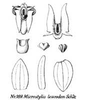 Crepidium leucodon: overview picture