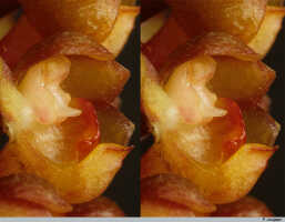 Robiquetia hamata: Robiquetia hamata Schltr., column and lip (stereo image), photo P. Jongejan, based on Jongejan 3102