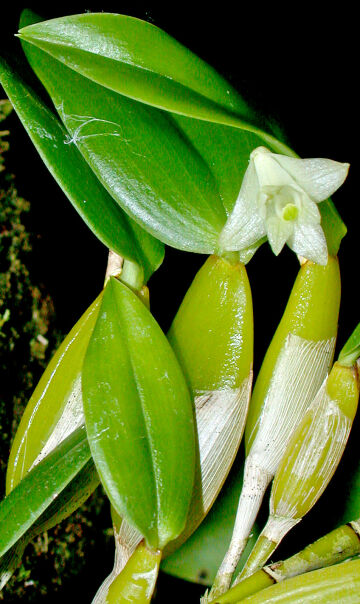 Dendrobium pemae