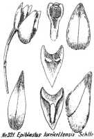 Epiblastus torricellensis: Epiblastus torricellensis Schltr., from Repert. Spec. Nov. Regni Veg. Beih. 21 (1923) t. 87, fig. 321