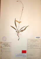 Crepidium raciborskii: Crepidium raciborskii (Szlach., & Marg.) Schuit. & de Vogel (as Pseudoliparis raciborskii Szlach. & Marg.), herbarium sheet, Brass 25567 (paratype specimen L)