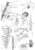 Dendrobium annulatum: Dendrobium annulatum Juswara, Schuit. & Champion, plant habit and flower analysis, drawings Judy Stone, in Phytotaxa 414 (2019) 153 , fig. 3