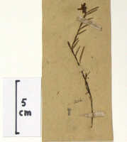 Glomera latilinguis: Glomera latilinguis J.J.Sm., detail of herbarium sheet, Nouhuys, van s.n. (22-X-1909), syntype specimen (BO)