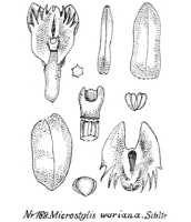 Crepidium warianum: overview picture