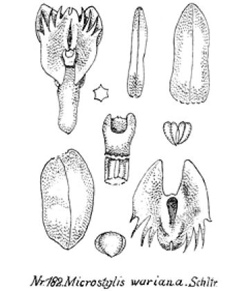 Crepidium warianum