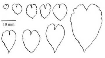 Corybas diversifolius: Corybas diversifolius S.P.Lyon, leaf diversity, drawing by Stephany Lyon in Malesian Orchid J. 18 (2016) 87, fig. 15