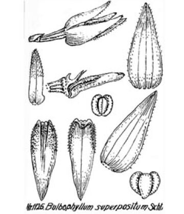 Bulbophyllum superpositum