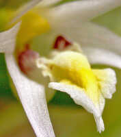 Dendrobium araneola: Dendrobium araneola Schltr., column and lip, oblique lateral view, photo E.F. de Vogel, Woitape lodge collection cult. s.n., from Papua New Guinea, Central Prov., without locality