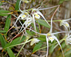 Dendrobium araneola: Dendrobium araneola Schltr., flowers, various views, photo E.F. de Vogel, Woitape lodge collection cult. s.n., from Papua New Guinea, Central Prov., without locality