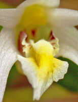 Dendrobium araneola: Dendrobium araneola Schltr., column and lip, front view, photo E.F. de Vogel, Woitape lodge collection cult. s.n., from Papua New Guinea, Central Prov., without locality
