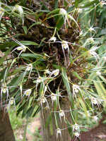 Dendrobium araneola: Dendrobium araneola Schltr., plant habit, photo E.F. de Vogel, Woitape lodge collection cult. s.n., from Papua New Guinea, Central Prov., without locality
